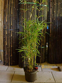 Mc-Bambus: Fargesia robusta campbell - Hhe 140 cm - Ort: Windeck