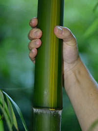 Mc-Bambus: Aufnahme von Phyllostachys vivax huangwenzhu - Ort: Windeck