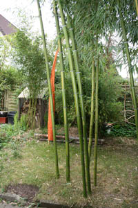 Mc-Bambus: Halmaustrieb von Phyllostachys vivax  - Ort: Windeck