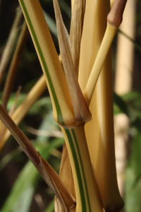 Mc-Bambus: Detailansicht vom Halm Phyllostachys vivax aureocaulis - Ort: Windeck