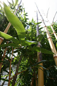 Mc-Bambus: Halmaustrieb - Aufnahme von Phyllostachys vivax aureocaulis im 3 Jahr - Ort: Windeck