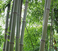 Mc-Bambus: Bambushain von Phyllostachys Nigra Henonis - Ort: Windeck