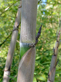 Mc-Bambus: Halmaustrieb von Phyllostachys Nigra Henonis - Ort: Windeck