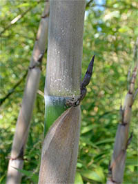 Mc-Bambus: Halmaustrieb von Phyllostachys Nigra Henonis - Ort: Windeck Mc-Bambus: Halmaustrieb von Phyllostachys Nigra Henonis - Ort: Windeck