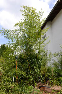 Mc-Bambus: Phyllostachys aureosulcata Spectabilis - Ort: Windeck