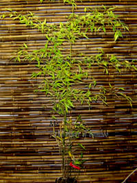 Mc-Bambus: Phyllostachys nigra Boryana - Größe 150 cm - Ort: Windeck