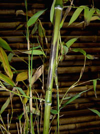 Mc-Bambus: Detailansicht vom Halm - Tigerbambus - Ort: Windeck