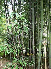 Mc-Bambus: Bambushain mit Phyllostachys nigra Boryana - Ort: Windeck