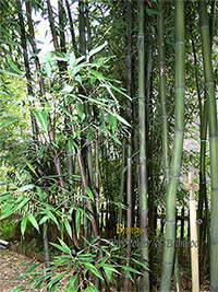 Mc-Bambus: Bambushain mit Phyllostachys nigra Boryana - Ort: Windeck Mc-Bambus: Bambushain mit Phyllostachys nigra Boryana - Ort: Windeck