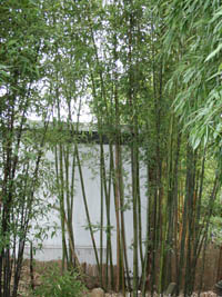 Mc-Bambus: Bambushain Phyllostachys nigra Boryana - Ort: Windeck