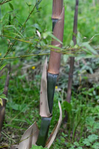 Mc-Bambus: Der Halmaustrieb von Phyllostachys parvifolia beginnt von Mitte Mai bis Ende Juni - Ort: Windeck