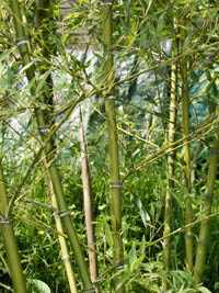 Mc-Bambus: Halmdetailansicht von Phyllostachys parvifolia mit dem charakteristische Halmreif unterhalb der Nodie - Ort: Windeck Mc-Bambus: Halmdetailansicht von Phyllostachys parvifolia mit dem charakteristische Halmreif unterhalb der Nodie - Ort: Windeck
