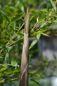 Mc-Bambus: Frische Halmspitze von Phyllostachys parvifolia im Mai - Ort: Windeck