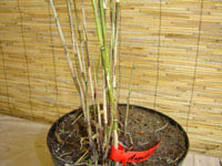 Mc-Bambus: Halmaustrieb von Borinda angustissima - Ort: Windeck