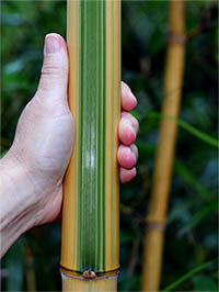 Mc-Bambus: Halmdetail von Phyllostachys vivax Huangwenzhu Inversa - Ort: Windeck Mc-Bambus: Halmdetail von Phyllostachys vivax Huangwenzhu Inversa - Ort: Windeck