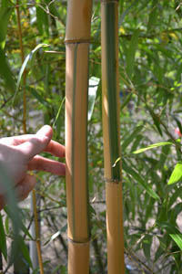 Mc-Bambus: Halmdicke von Phyllostachys vivax Huangwenzhu Inversa  nach 3 Jahren - Ort: Windeck
