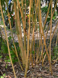 Mc-Bambus: Phyllostachys vivax Huangwenzhu Inversa Hain nach 3 Jahren - Ort: Windeck
