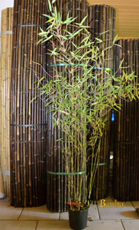 Mc-Bambus: Bambus Fargesia Nitida - mit 140 cm Lieferhöhe - Ort: Windeck