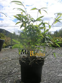 Mc-Bambus: Phyllostachys Tip Top varioauriculata: Lieferhöhe: ca. 60 cm - Ort: Windeck
