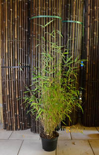 Mc-Bambus: Bambus Fargesia  - mit 80 cm Lieferhöhe - Ort: Windeck