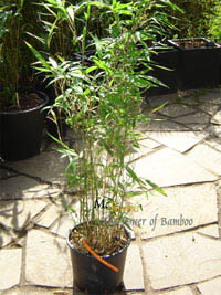 Mc-Bambus: Semiarundinaria makinoi - Hhe ca. 100 cm - Ort: Windeck
