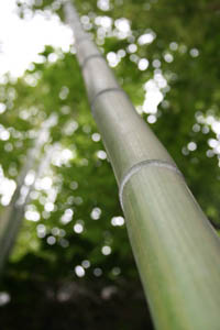Mc-Bambus: Phyllostachys vivax McClure - Ort: Windeck
