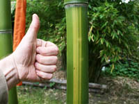 Mc-Bambus: Wachstum der Freude macht - Phyllostachys vivax Huangwenzhu - 8 cm Halmdurchmesser - Ort: Windeck