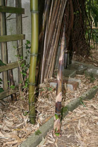 Mc-Bambus: Halmaustrieb im Mai 2008 Phyllostachys - Ort: Windeck