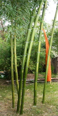 Mc-Bambus: Phyllostachys - gedngt mit Mc-Bambus Dnger - Ort: Windeck