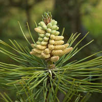 Mc-Bambus: Schwarz-Kiefer - Pinaceae - Ort: Windeck Mc-Bambus: Schwarz-Kiefer - Pinaceae - Ort: Windeck