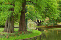 Produkt: Mc-Bambus Urwelt-Mammutbaum - Metasequoia glyptostroboides