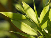 Mc-Bambus: Bambus Fargesia Nitida - Pflanzenhöhe 40 cm - Ort: Windeck