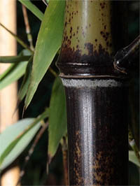 Mc-Bambus: Detail Halmansicht bei der Umfaerbung. - Ort: Windeck