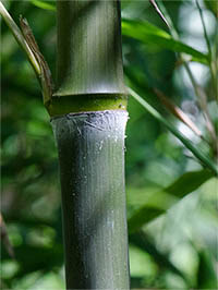 Mc-Bambus: Phyllostachys atrovaginata - Detailansicht Halm nach dem Austrieb - Ort: Windeck
