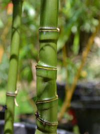 Mc-Bambus: Halmansicht Phyllostachys aurea mit den typischen Knoten - Ort: Windeck