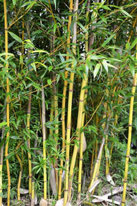 Mc-Bambus: Phyllostachys aureosulcata Aureocaulis mit neuen Halmen - Ort: Windeck