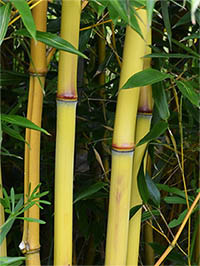 Mc-Bambus: Detail vom Bambushalm der Sorte Phyllostachys aureosulcata Aureocaulis - Ort: Windeck Mc-Bambus: Detail vom Bambushalm der Sorte Phyllostachys aureosulcata Aureocaulis - Ort: Windeck