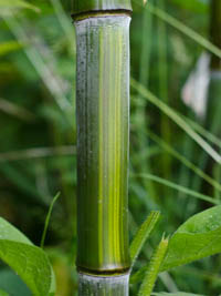 Mc-Bambus: Detailansicht vom Bambushalm Phyllostachys aureosulcata harbin - Ort: Windeck