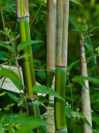 Mc-Bambus: Phyllostachys aureosulcata harbin - Ort: Windeck