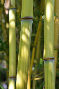 Produkt: Mc-Bambus Phyllostachys aureosulcata Harbin Inversa