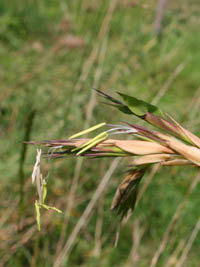 Mc-Bambus: Detailansicht der Bambusblte 2014 von Phyllostachys kwangsiensis - Ort: Windeck