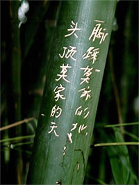 Mc-Bambus: Phyllostachys pubescens Moso - Höhe in Deutschland bis 7 Meter - Ort: Windeck Mc-Bambus: Phyllostachys pubescens Moso - Höhe in Deutschland bis 7 Meter - Ort: Windeck