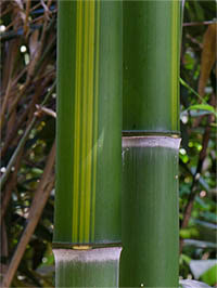 Mc-Bambus Halmzeichnung von der Bambussorte Phyllostachys vivax huangwenzhu