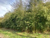 Mc-Bambus: Fargesia robusta campbell - Hecke - Ort: Windeck