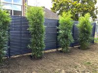 Mc-Bambus: Fargesia robusta campbell - Neupflanzung - Ort: Windeck