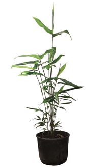 Phyllostachys pubescens edulis - Moso - Riesenbambus