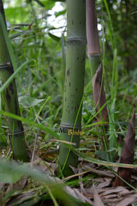 Mc-Bambus: Halmaustrieb - schwarzer Bambus  Phyllostachys Nigra - Ort: Windeck