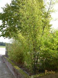 Mc-Bambus: Bambushain von Phyllostachys Nigra Punctata - Ort: Windeck