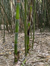 Mc-Bambus: Halmaustrieb von Phyllostachys bambusoides  - Ort: Windeck