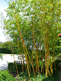 Mc-Bambus: Aufnahme von Phyllostachys vivax aureocaulis - Ort: Windeck Mc-Bambus: Aufnahme von Phyllostachys vivax aureocaulis - Ort: Windeck